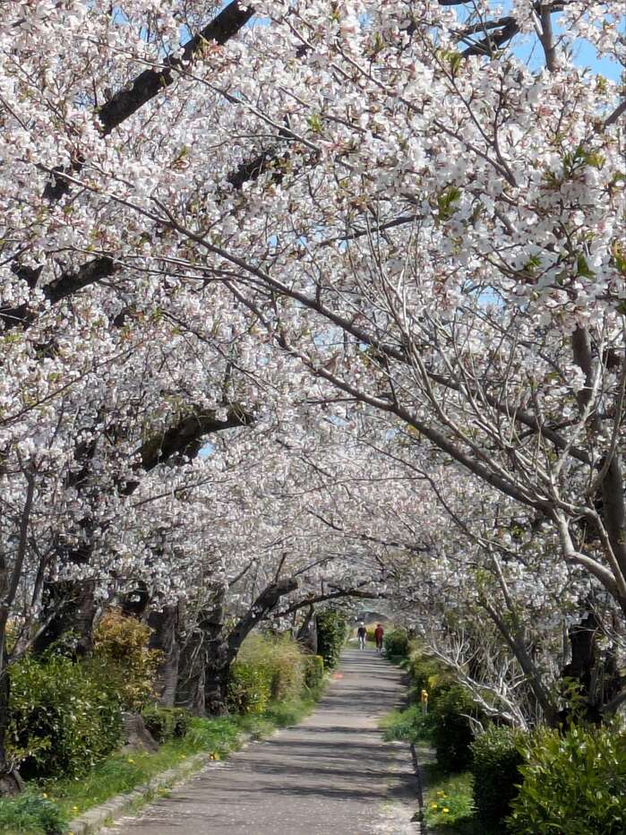 PXL_20250409_015735637_20250409120121.jpgのサムネイル画像